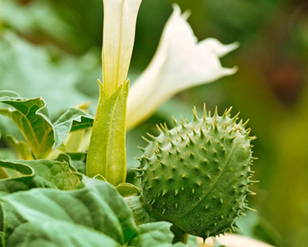 Fleur de datura blanc