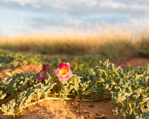 Teufelskralle mit Blüte