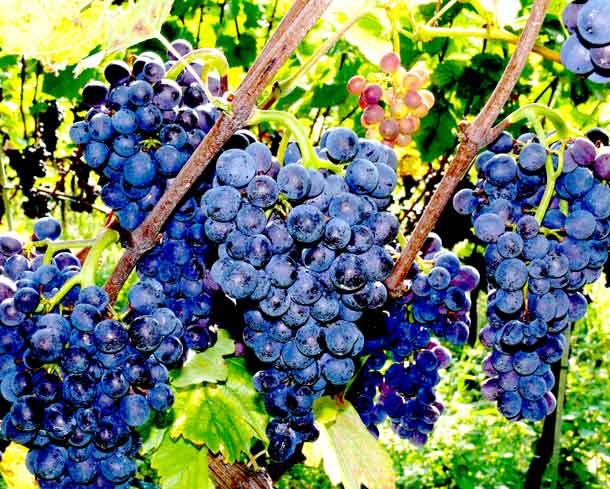 Giftige Pflanzen für Katzen und Hunde Pflanzenlexikon A.Vogel