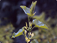 Aristolochia clematitis