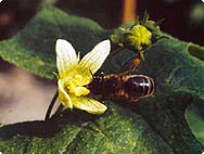 Verarbeitung: Bryonia cretica - Rote Zaunrübe