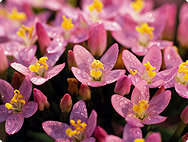 Centaurium erythraea