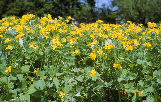 Pflanzenlexikon, Chelidonium majus L. Schöllkraut