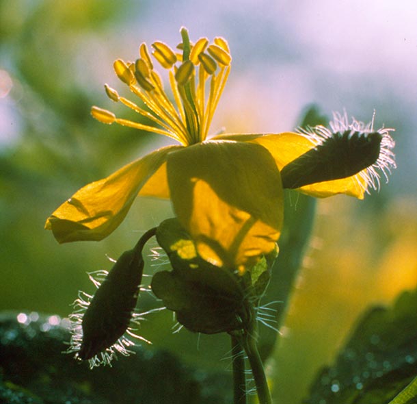 Pflanzenlexikon, Chelidonium majus L. Schöllkraut