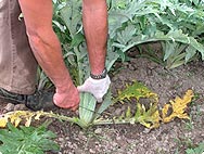 Cynara scolymus L. - Preparation