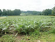 Cynara scolymus L. - Habitat