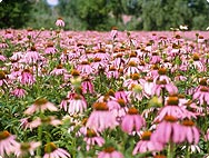Echinacea Feld: Zentrale Stellung für die Phytotherapie