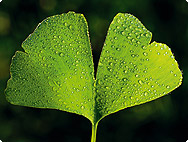 Ginkgo biloba - Ginkgo tree