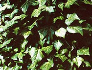 English Ivy Symbolism, Traditions, and Mythology - Owlcation