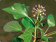 Hedera helix L. Hedera helix L.