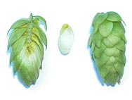 Humulus lupulus - Botanical characteristics