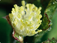 Hydrastis canadensis - Kanadische Gelbwurz