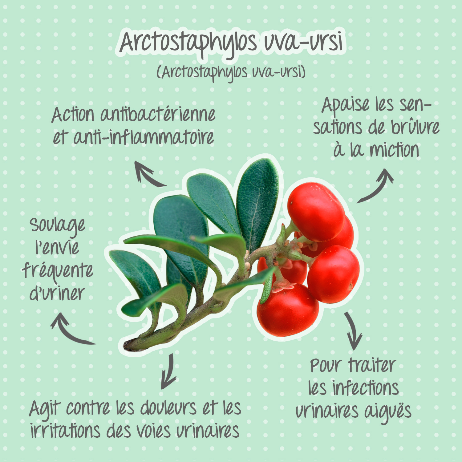 Arctostaphylos uva-ursi, le raisin d'ours commun