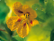 Capucine Tropaeolum majus L.