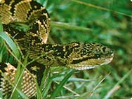 Lachesis muta L. - Bushmaster