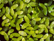 Lemnar monior L. - Kleine Wasserlinse