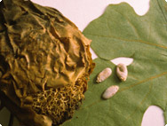 Luffa operculata L. - Schwammgurke