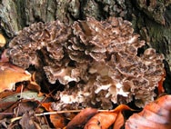 Maitake