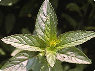 Botanische Merkmale: Mentha x piperita L. - Pfefferminze