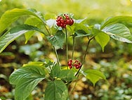 Caractéristiques botaniques du ginseng