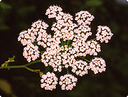 Pimpinella saxifraga