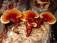 Reishi