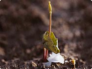 Sanguinaria canadiensis - Botanical characteristics