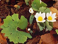 Sanguinaria canadiensis - Preparation