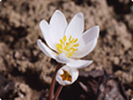 Sanguinaria canadiensis - Canadian bloodroot