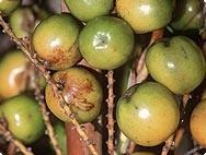 fruits du palmier nain d'Amérique