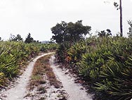 Habitat du palmier nain