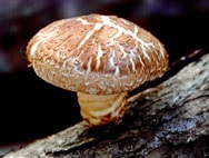 Shiitake