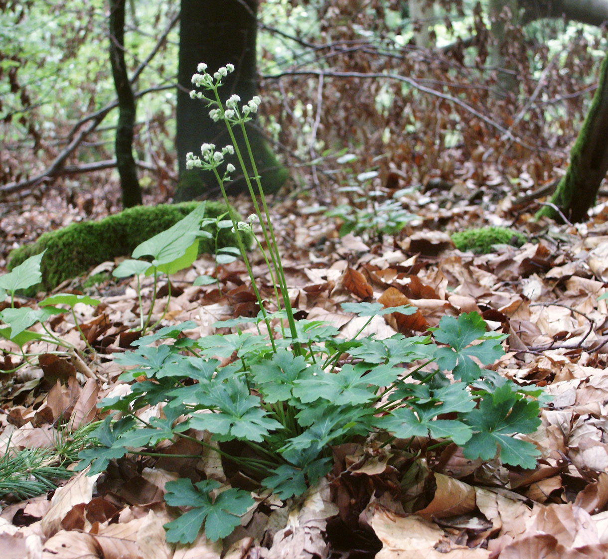 Sanikel blühend im Blätterwald. 