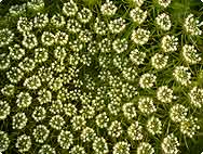 Ammi visnaga (L.) LAM. - Caractéristiques botaniques