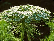 Ammi visnaga (L.) LAM. - Khella