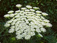 Ammi visnaga (L.) LAM. - Preparation