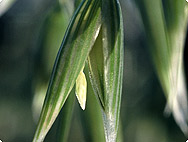 Avena sativa L. - Caractéristiques botaniques