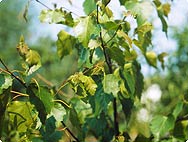 Betula pendula ROTH - Botanical characteristics