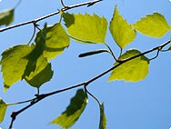 Betula pendula ROTH - Mode d’utilisation