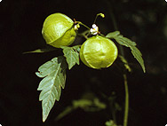 Cardiospermum halicacabum L. - Cardiospermum