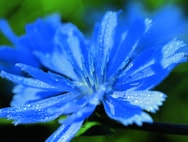 Blaue Zichorie Blüte