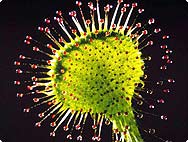 Drosera rotundifolia L. - Caractéristiques botaniques