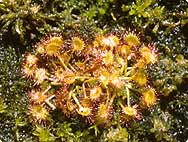 Drosera rotundifolia L. - Mode d'utilisation