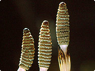 Botanische Merkmale: Equisetum arvense L. – Schachtelhalm