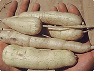 Verarbeitung Harpagophytum procumbens - Afrikanische Teufelskralle