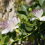 Kapern: Delikate Knospen Kapern: Delikate Knospen