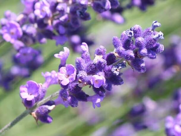 Lavendel