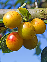 Mirabellen – fruchtige Königinnen