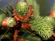 Picea abies (L.) - Botanical characteristics