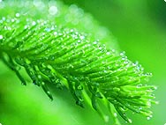 Picea abies/Abies Picea abies/Abies